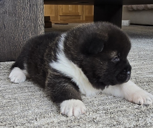 Medium Photo #16 Akita Puppy For Sale in STRAFFORD, MO, USA
