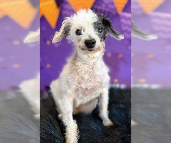 Medium Photo #4 Poodle (Toy)-Unknown Mix Puppy For Sale in Arlington, VA, USA