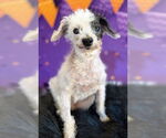 Small #4 Poodle (Toy) Mix