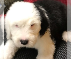 Old English Sheepdog Puppy for sale in WAKE FOREST, NC, USA