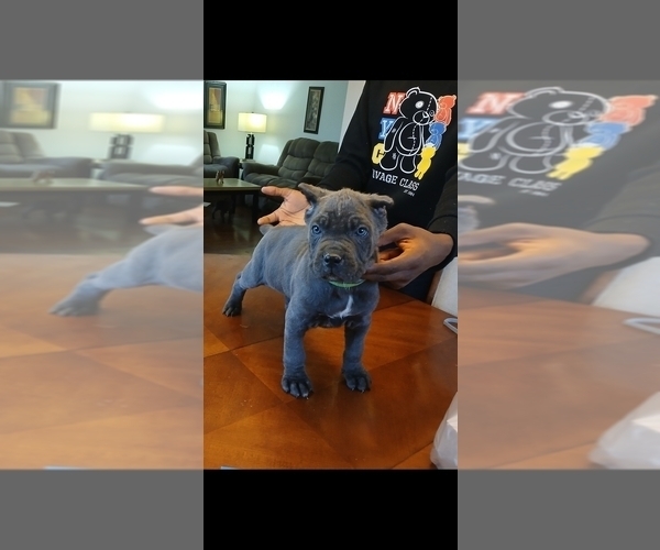 Medium Photo #5 Cane Corso Puppy For Sale in DETROIT, MI, USA