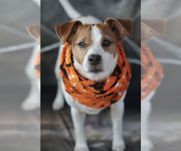 Medium Photo #45 Mutt Puppy For Sale in Philadelphia, PA, USA