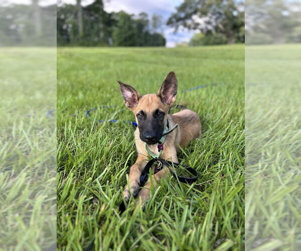 Medium Photo #4 German Shepherd Dog-Unknown Mix Puppy For Sale in Imlay City, MI, USA