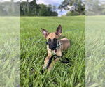 Small #3 German Shepherd Dog Mix