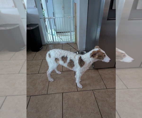 Medium Photo #1 Borzoi Puppy For Sale in FULTON, NY, USA