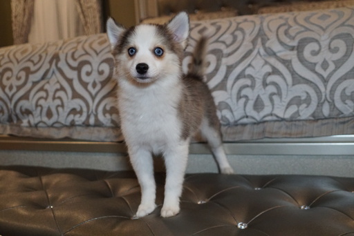 Medium Photo #6 Pomsky Puppy For Sale in DRACUT, MA, USA