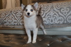 Small Photo #6 Pomsky Puppy For Sale in DRACUT, MA, USA
