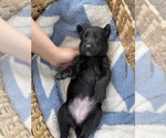 Small Photo #43 Belgian Malinois Puppy For Sale in NEWPORT NEWS, VA, USA