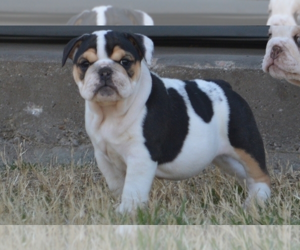 Medium Photo #2 Bulldog Puppy For Sale in STEPHENVILLE, TX, USA