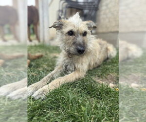 Puppy aka Catniss - Female Border Terrier-Cairn Terrier Mix Dog for Adoption - Photo #3