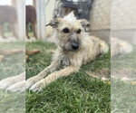 Small #2 Border Terrier-Cairn Terrier Mix