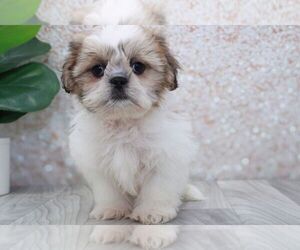 Shih Tzu Puppy for sale in MARIETTA, GA, USA