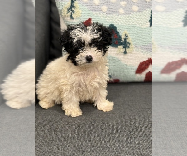 Medium Photo #8 Poodle (Miniature) Puppy For Sale in CENTRALIA, IL, USA