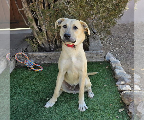 Medium Photo #4 Mutt Puppy For Sale in Albuquerque, NM, USA