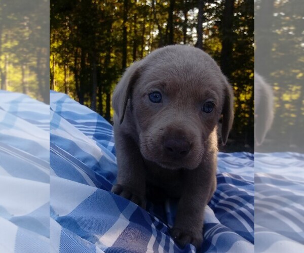 Medium Photo #4 Labrador Retriever Puppy For Sale in ASHEBORO, NC, USA