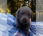 Small Photo #4 Labrador Retriever Puppy For Sale in ASHEBORO, NC, USA