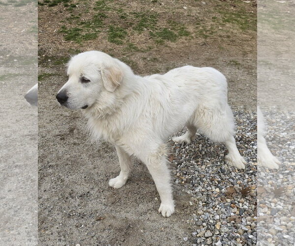 Medium Photo #2 Great Pyrenees Puppy For Sale in Croydon, NH, USA