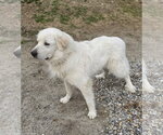 Small #1 Great Pyrenees