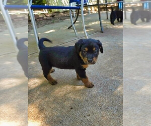 Medium Photo #2 Shepweiller Puppy For Sale in Raleigh, NC, USA