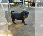 Small #1 Shepweiller