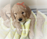 Small Photo #9 Goldendoodle Puppy For Sale in HARRISVILLE, UT, USA