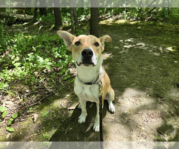 Medium Photo #5 Siberian Husky-Unknown Mix Puppy For Sale in Linton, IN, USA