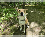 Small #4 Siberian Husky Mix
