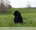 Small Photo #13 ShihPoo Puppy For Sale in WARSAW, IN, USA