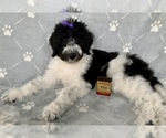 Small Photo #1 Goldendoodle Puppy For Sale in DOLPH, AR, USA
