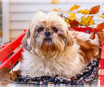 Small Photo #1 Shih Tzu Puppy For Sale in WAKARUSA, IN, USA