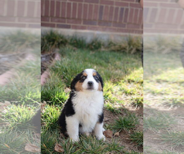 Medium Photo #1 Collie-Unknown Mix Puppy For Sale in Sandy, UT, USA