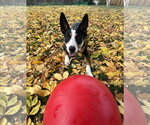 Small #1 Australian Kelpie Mix