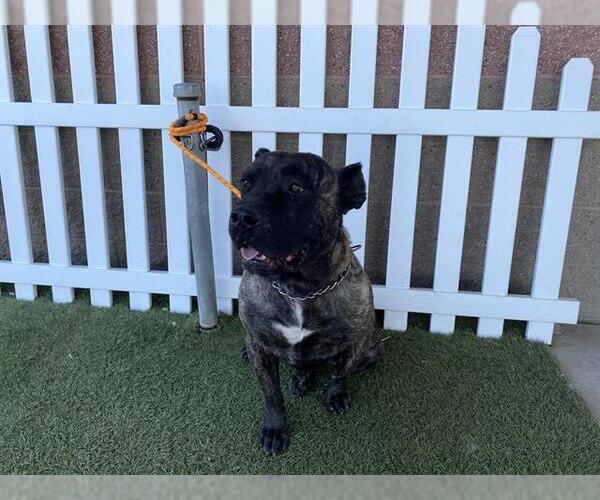 Medium Photo #1 Mutt Puppy For Sale in Modesto, CA, USA