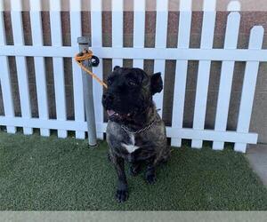 Mutt Dogs for adoption in Modesto, CA, USA