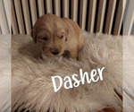Small Photo #4 Golden Retriever Puppy For Sale in LEWISBURG, WV, USA