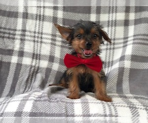 Yorkshire Terrier Puppy for sale in LAKELAND, FL, USA