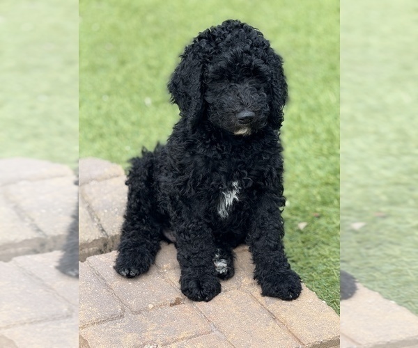 Medium Photo #6 Goldendoodle Puppy For Sale in GIBSONTON, FL, USA