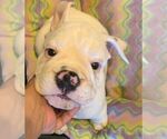 Small Photo #1 English Bulldog Puppy For Sale in IMPERIAL BCH, CA, USA