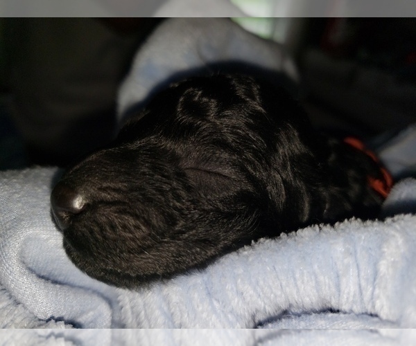 Medium Photo #10 Poodle (Standard) Puppy For Sale in DYERSBURG, TN, USA