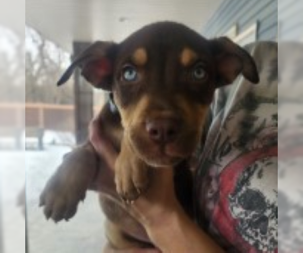 Medium Photo #16 Siberian Husky-Unknown Mix Puppy For Sale in Fargo, ND, USA