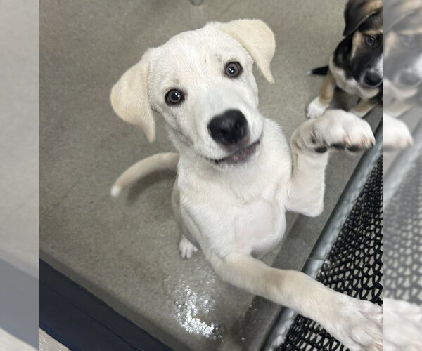 Medium Photo #1 Labrador Retriever-Unknown Mix Puppy For Sale in Sterling, MA, USA
