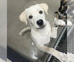 Small Labrador Retriever Mix
