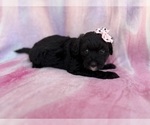 Small #4 Aussiedoodle Miniature 