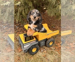 Dachshund Puppy for sale in MIDDLEBURY, IN, USA
