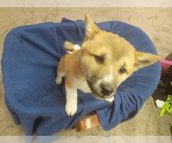 Medium Photo #5 Shiba Inu Puppy For Sale in CAMERON, MO, USA