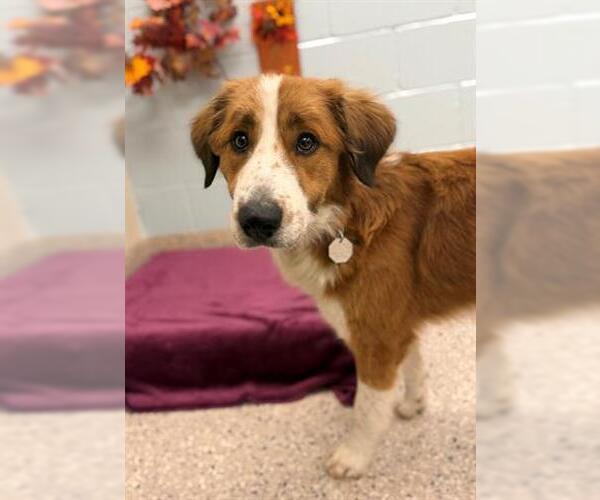 Medium Photo #5 Australian Shepherd-Unknown Mix Puppy For Sale in Fort Collins, CO, USA