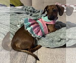Small #1 Dachshund