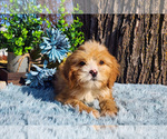Small Photo #16 Cavapoo (Miniature)-Poodle (Standard) Mix Puppy For Sale in CAPAC, MI, USA