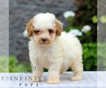 Small Poodle (Miniature)
