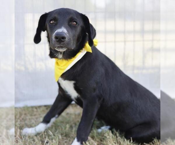 Medium Photo #1 Labrador Retriever-Unknown Mix Puppy For Sale in San Antonio, TX, USA
